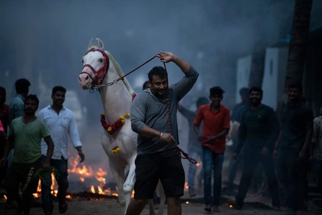 ದರ್ಶನ್ ತೋಟದಲ್ಲಿ ಸಂಕ್ರಾಂತಿ ಸಂಭ್ರಮ ಜೋರು..!